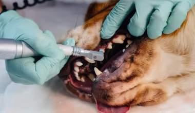 Dental disease in Pitbull